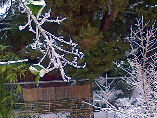 1798141_487808021330387_1494130555_n